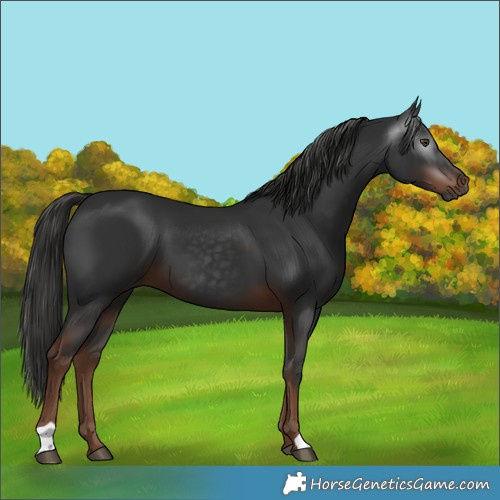 Horse Color:Gray Liver Chestnut