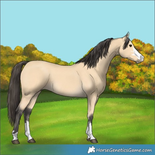 Horse Color:Buckskin