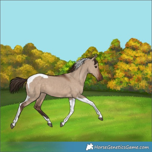 Horse Color:Liver Red Dun Tobiano