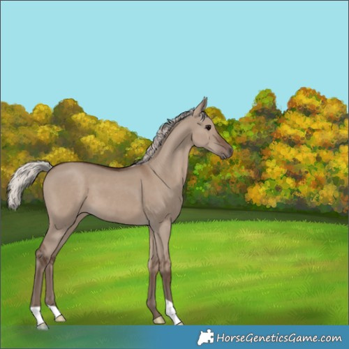Horse Color:Silver Grullo