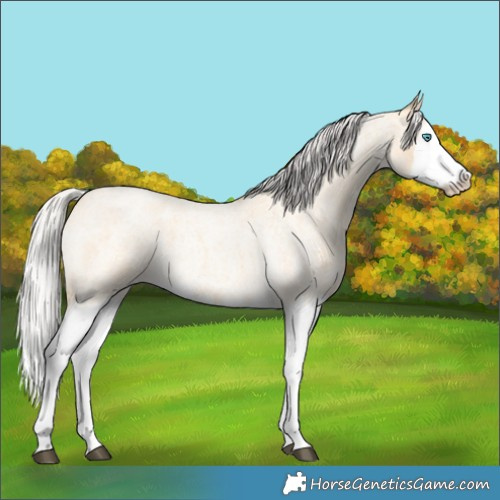 Horse Color:Silver Buckskin Roan Splash 