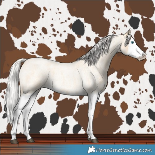 Horse Color:Silver Buckskin Roan Splash 