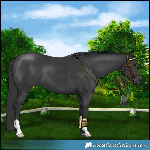 Horse Color:Black 