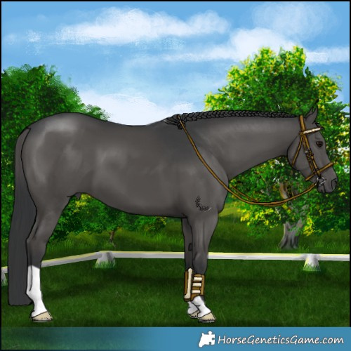 Horse Color:Black 