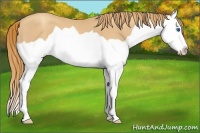 Horse Color:Gold Champagne Splash 