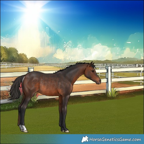Horse Color:Brown Rabicano 