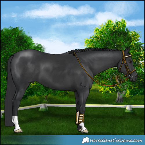 Horse Color:Black 