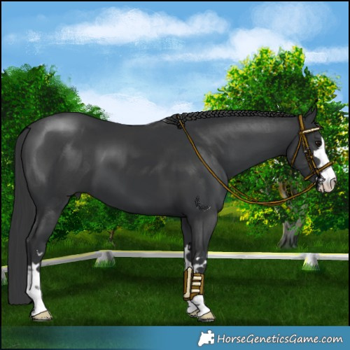 Horse Color:Black 