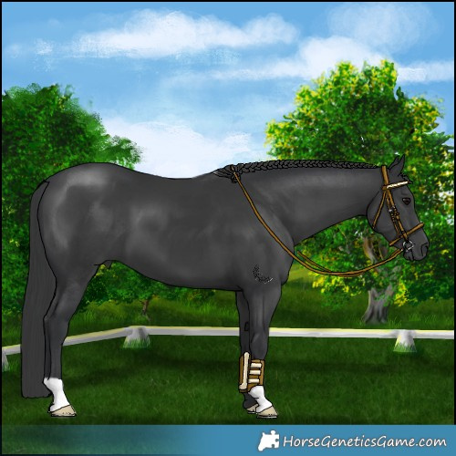 Horse Color:Black 