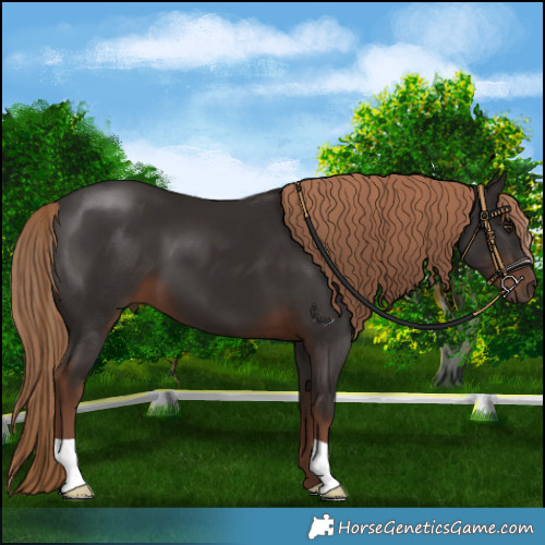 Horse Color:Liver Chestnut