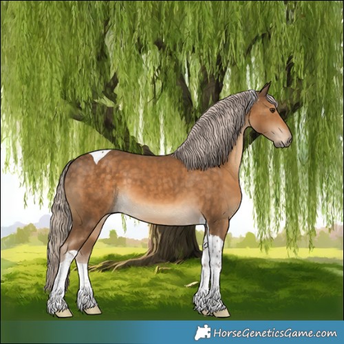 Horse Color:Chocolate Palomino Tobiano 