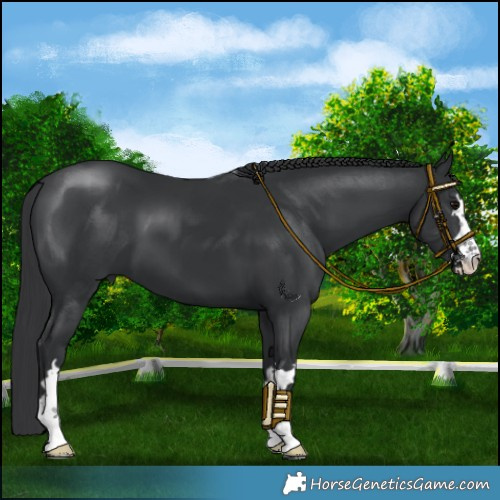 Horse Color:Black 