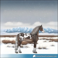 Horse Color:White Spotted Silver Black Splash Skewed Appaloosa Rabicano 