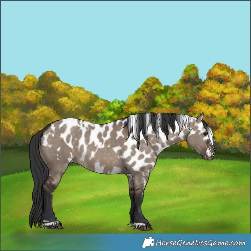 Horse Color:White Spotted Brown Dun Skewed LP Spotted