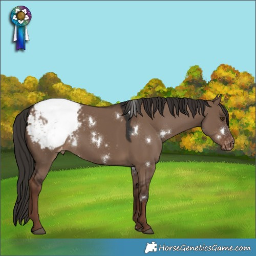 Horse Color:White Spotted Liver Red Dun Appaloosa