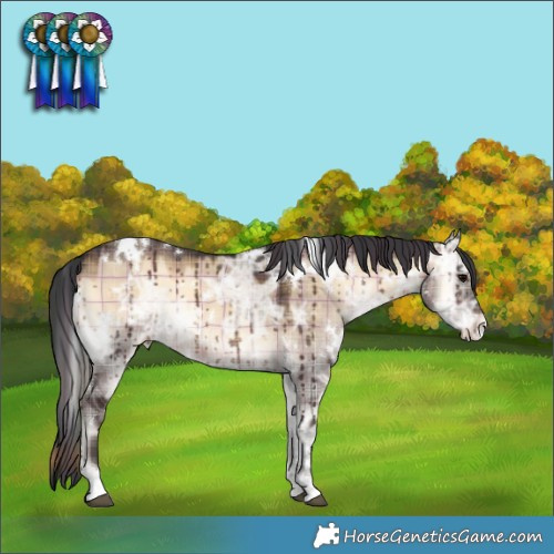 Horse Color:Plaid White Spotted Brown Ice Onyx Appaloosa Brindle
