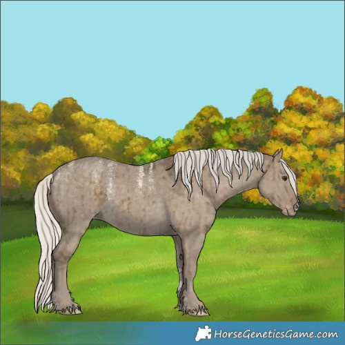 Horse Color:Powder White Silver Smoky Grullo Appaloosa Brindle