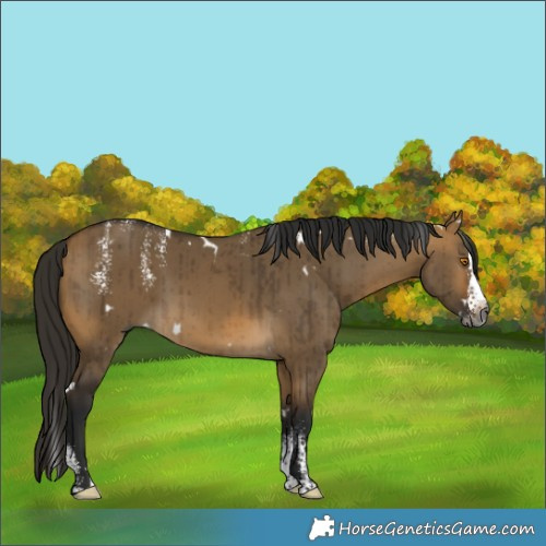 Horse Color:Powder White Gray White Spotted Buckskin Dun Splash Rabicano Brindle