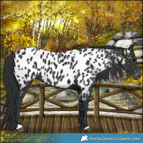 Horse Color:Black Near Leopard 