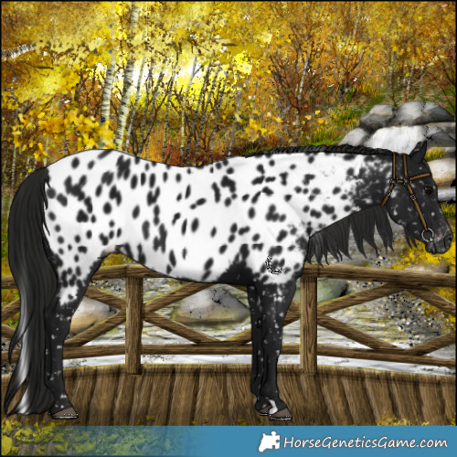 Horse Color:Gray Smoky Black Near Leopard