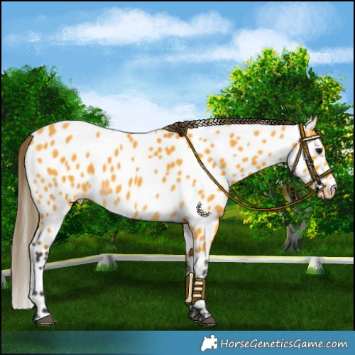Horse Color:Buckskin Near Leopard