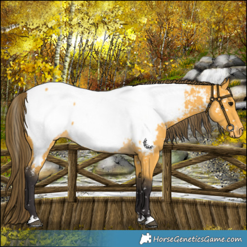 Horse Color:Buckskin Near Fewspot 