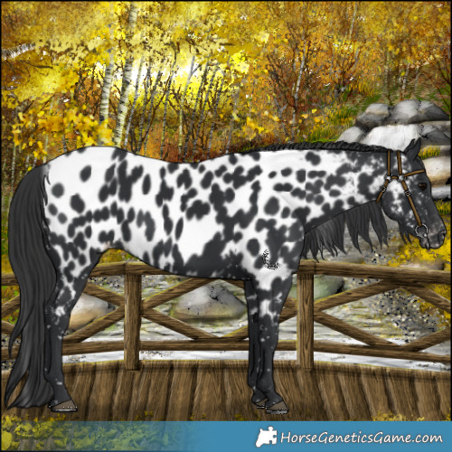 Horse Color:Black Near Leopard 
