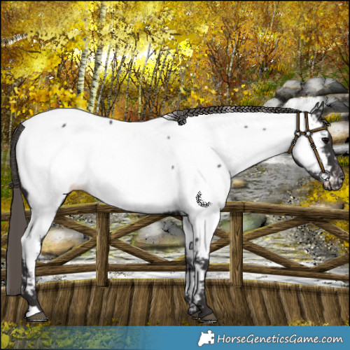 Horse Color:Smoky Black Near Fewspot