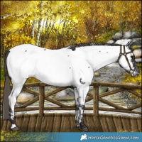 Horse Color:Smoky Black Near Fewspot