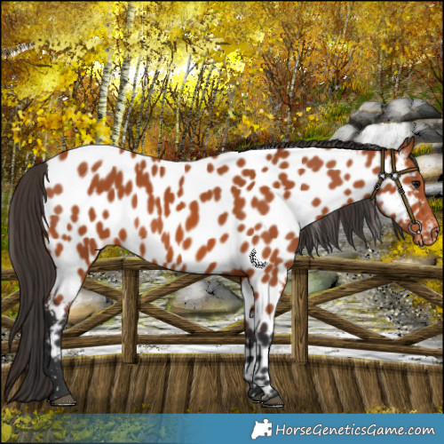 Horse Color:Bay Near Leopard 