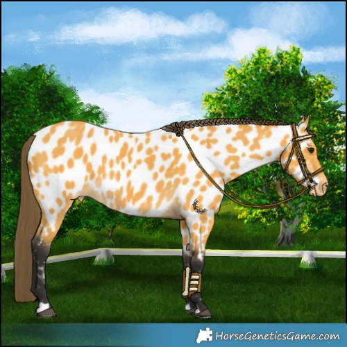 Horse Color:Buckskin Near Leopard 