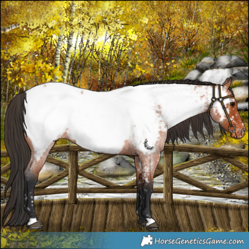 Horse Color:Bay Roan Near Fewspot 