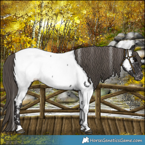 Horse Color:Smoky Black Near Fewspot 