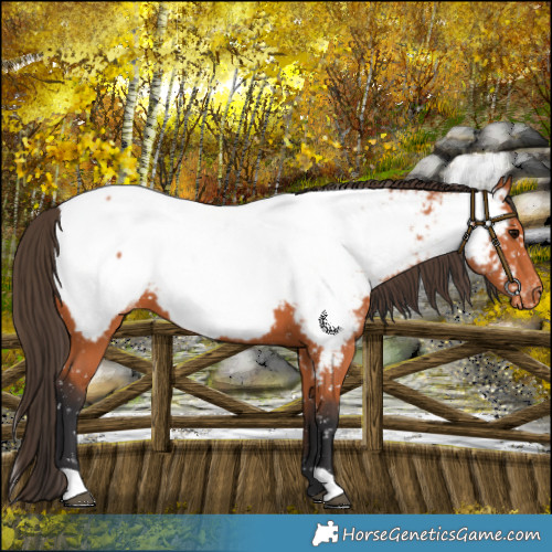 Horse Color:Bay Near Fewspot 
