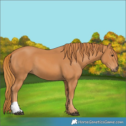 Horse Color:Chestnut 