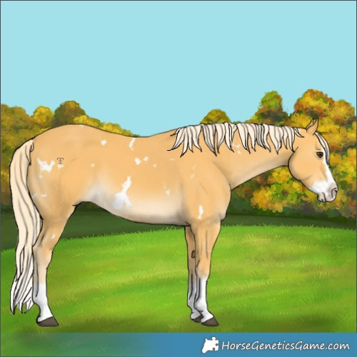 Horse Color:White Spotted Palomino Splash 