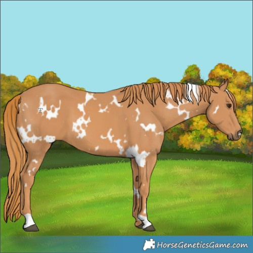 Horse Color:White Spotted Chestnut