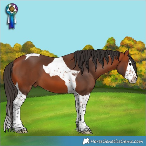 Horse Color:Bay Splash Tobiano