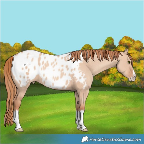 Horse Color:Gold Champagne Dun Splash Blanket 