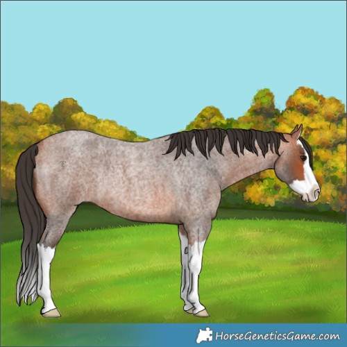 Horse Color:Bay Roan Splash Rabicano 