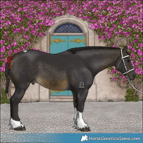 Horse Color:Buckskin Tobiano