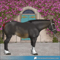 Horse Color:Buckskin Tobiano 