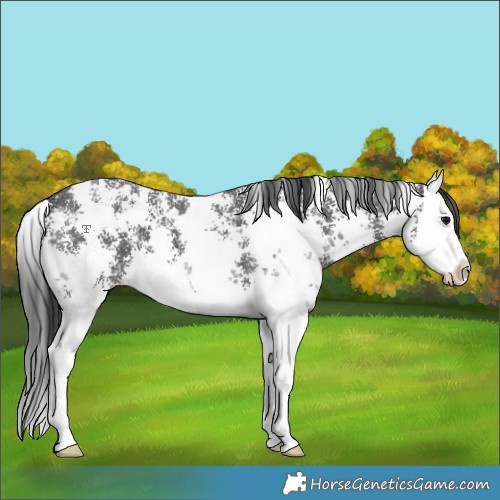 Horse Color:Black Sabino Splash
