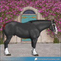 Horse Color:Black Splash