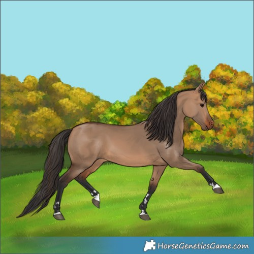 Horse Color:Bay Dun