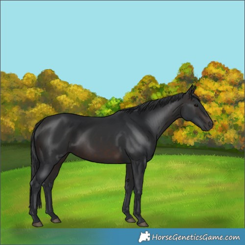Horse Color:Brown 