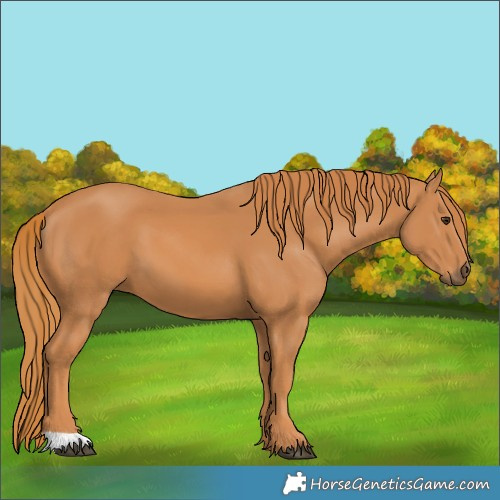 Horse Color:Chestnut 