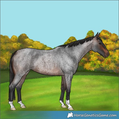 Horse Color:Brown Roan