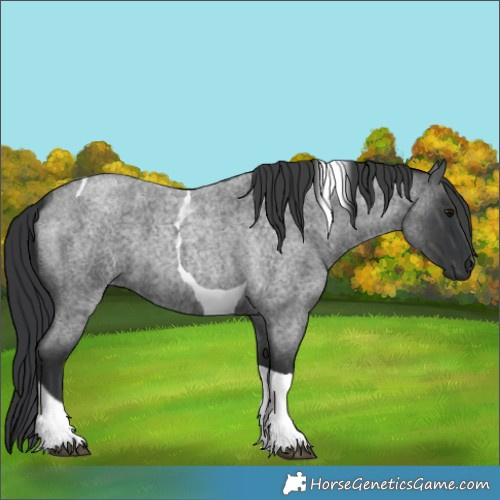 Horse Color:Blue Roan Tobiano 