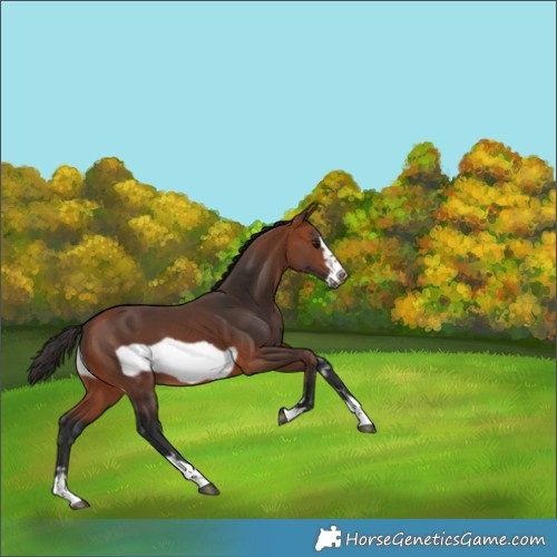 Horse Color:Bay Frame 